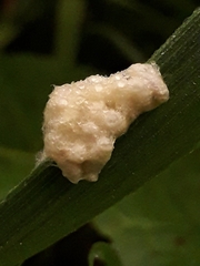 Cotesia glomerata