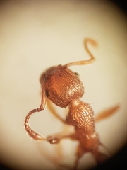 Myrmica specioides