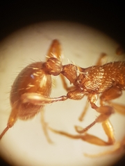 Myrmica specioides