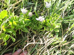 Dimorphotheca fruticosa