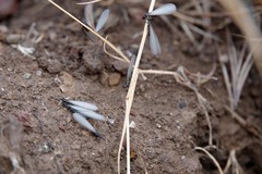 Reticulitermes hesperus