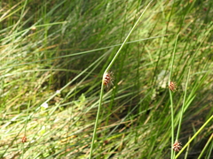 Chorizandra cymbaria
