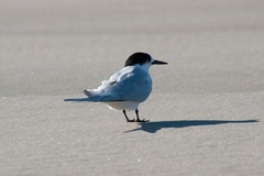 Sterna striata striata