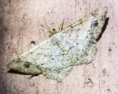 Psamatodes abydata