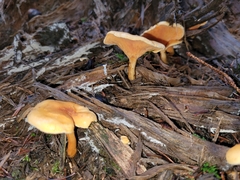 Hygrophoropsis