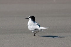 Sterna striata striata