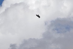 Reticulitermes hesperus