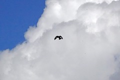 Reticulitermes hesperus