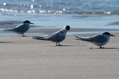 Sterna striata striata