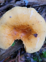 Hygrophoropsis