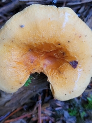 Hygrophoropsis