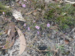 Euryomyrtus ramosissima