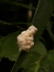 Cotesia glomerata