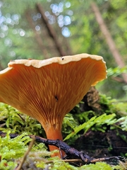 Hygrophoropsis