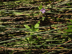 Limnophila aromatica