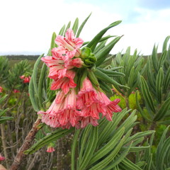Lobostemon belliformis