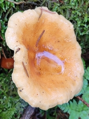 Hygrophoropsis