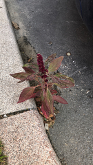 Amaranthus cruentus