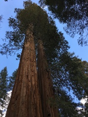 Sequoiadendron giganteum