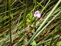 Limnophila aromatica