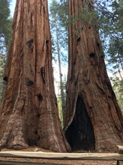 Sequoiadendron giganteum