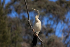 Anhinga novaehollandiae
