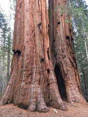 Sequoiadendron giganteum