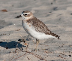 Charadrius obscurus aquilonius