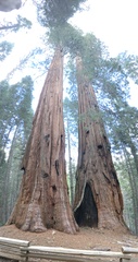 Sequoiadendron giganteum