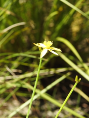 Tricoryne muricata