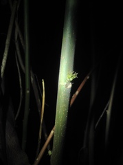Alchornea davidii