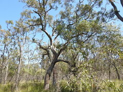 Eucalyptus latisinensis