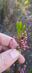 Erica gracilipes