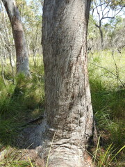 Eucalyptus latisinensis