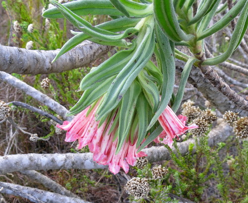 Image of Lobostemon belliformis by no rights reserved