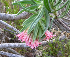 Lobostemon belliformis