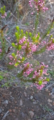 Erica gracilipes