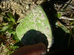 Haemanthus pubescens