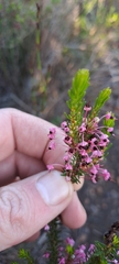 Erica gracilipes
