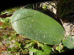 Haemanthus pubescens