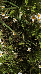 Bidens odorata