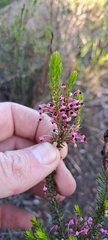 Erica gracilipes