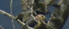 Melanerpes rubricapillus