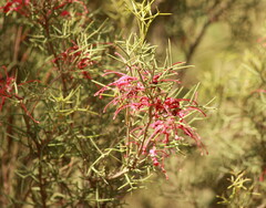Hakea purpurea