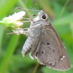 Suastus gremius
