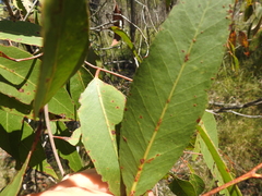Eucalyptus latisinensis
