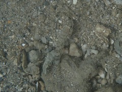 Gnatholepis anjerensis