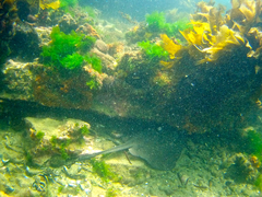 Trygonoptera imitata