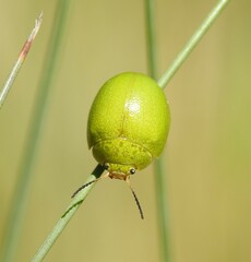 Paropsis rufitarsis