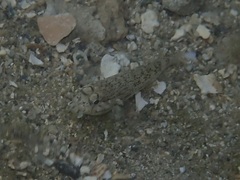 Gnatholepis anjerensis